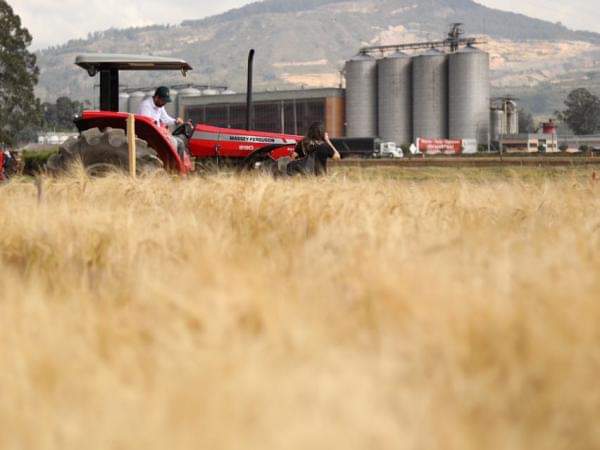 Chivatá fue uno de los municipios priorizados para la producción de cebada en el departamento de Boyacá/ Foto: Suministrada.
