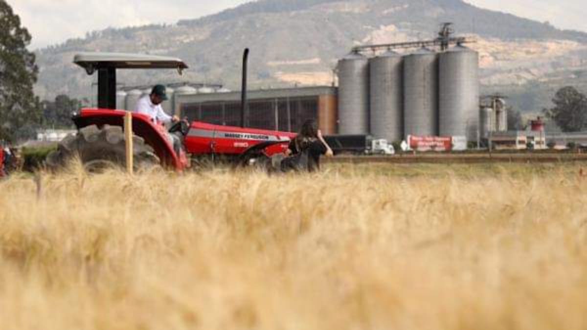 Fenalce advierte que arancel del 0% para la cebada amenaza con desaparecer el cultivo