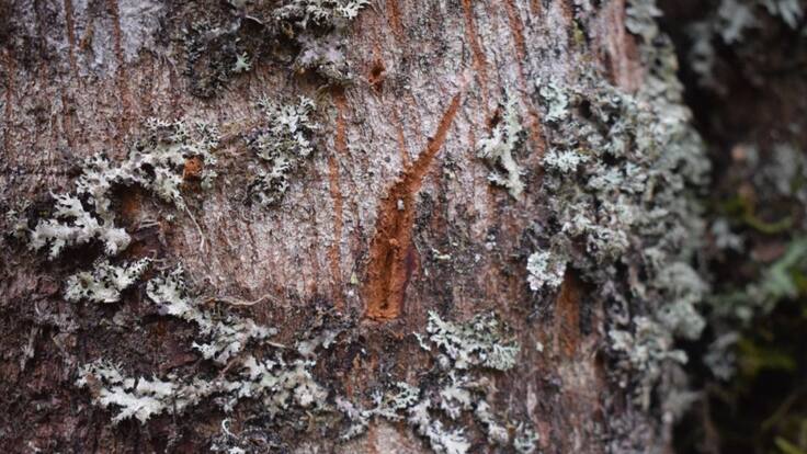 Vuelve el Oso Andino al Norte del Tolima