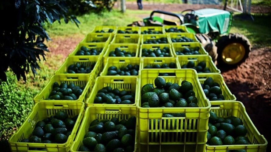 Exportación de aguacate. Foto: Getty Images