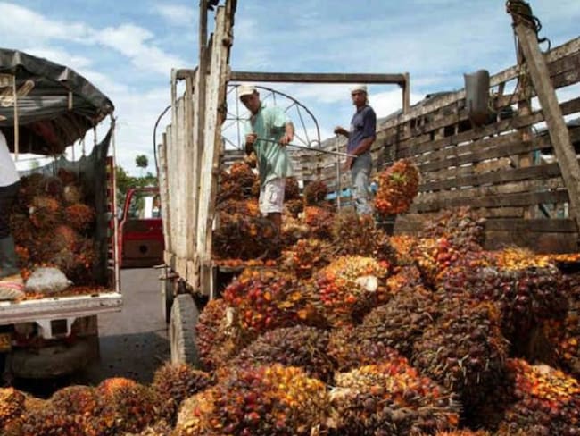 Palmicultores piden mayor presencia del Estado en el Catatumbo