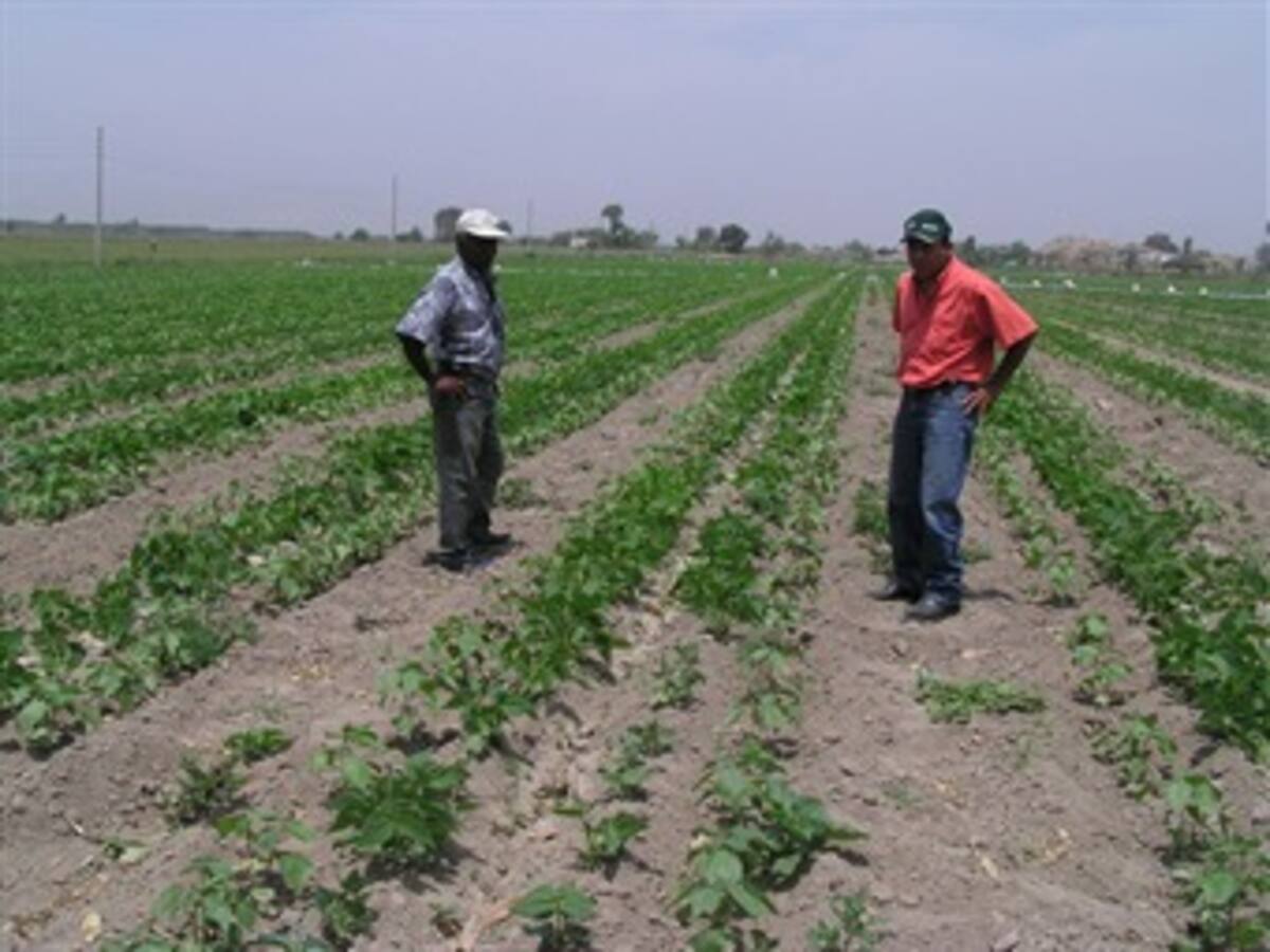 Campesinos reclaman ayuda económica del Gobierno para cultivar la tierra
