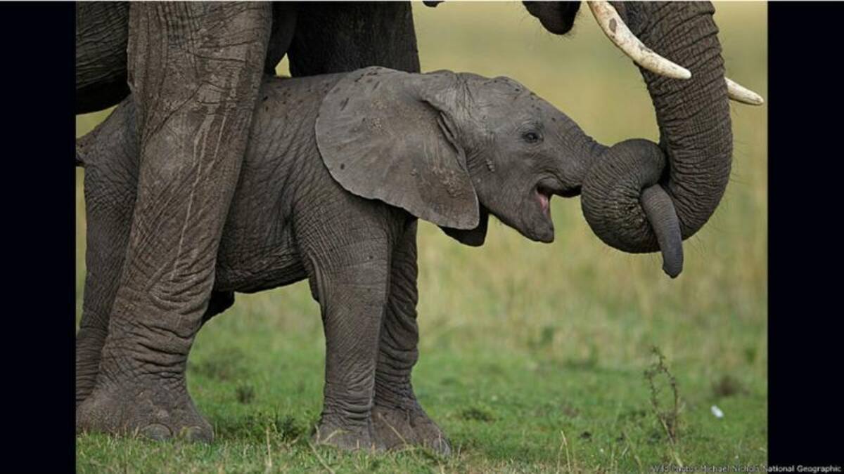 Michael Nichols, de National Geographic, consiguió retratar en el Parque Nacional del Serengueti, en África, el momento en el que una madre elefante le enseña a su cría recién nacida a usar su trompa.