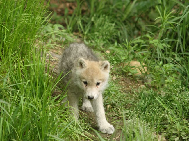 Primer ejemplar de lobo salvaje ártico clonado por China