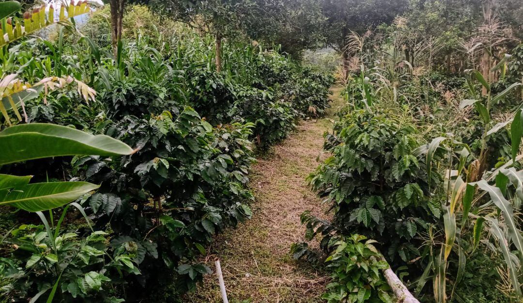 Finca cafetera.