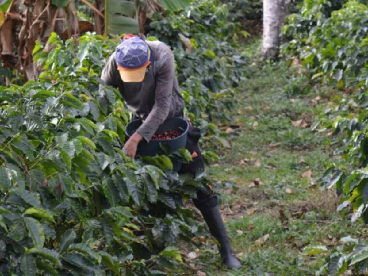 Desde Pereira líderes cafeteros confirman la movilización para el 17 de agosto próximo