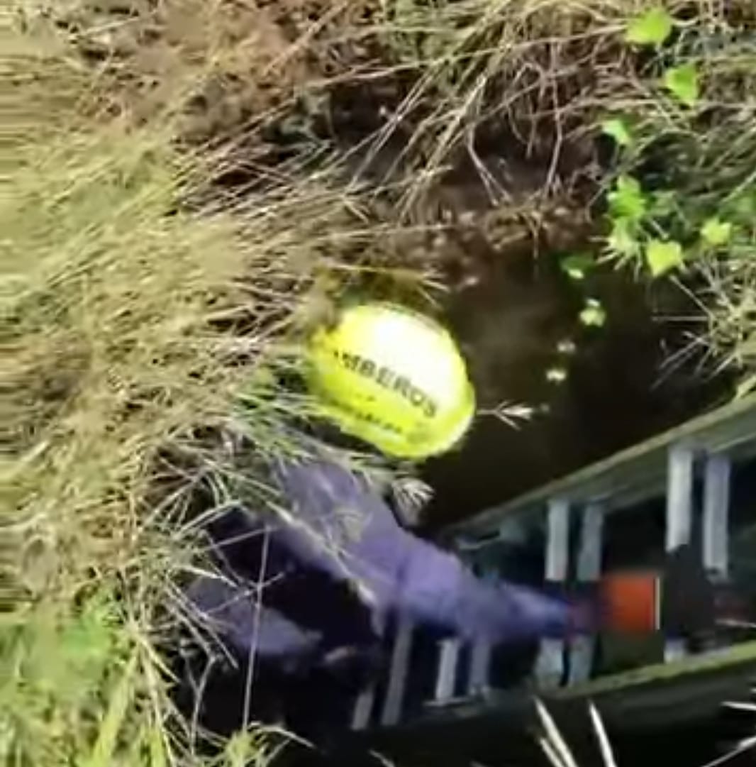 Durante el año se han salvado más de 100 animales entre perros, gatos. Foto Redes Sociales.