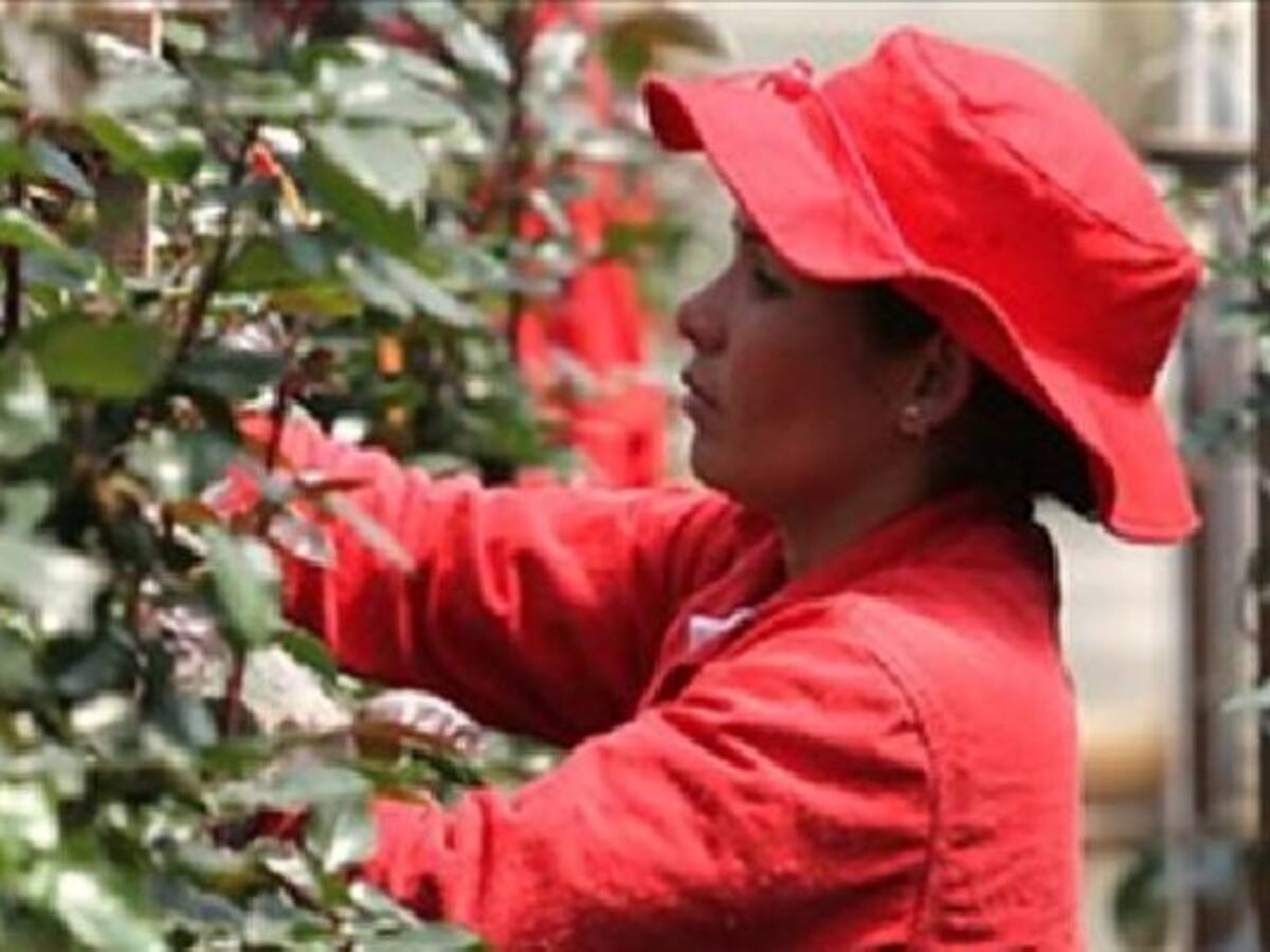 Utilidades de empresas de flores en Colombia presentaron fuerte repunte