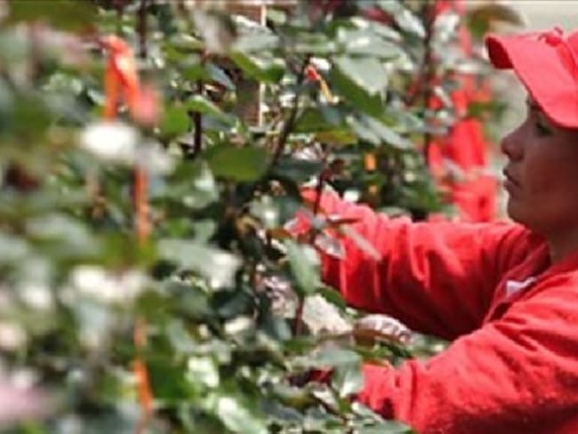 Utilidades de empresas de flores en Colombia presentaron fuerte repunte