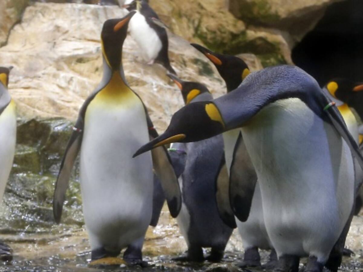 La población de pingüinos rey se redujo un 90% en las últimas décadas