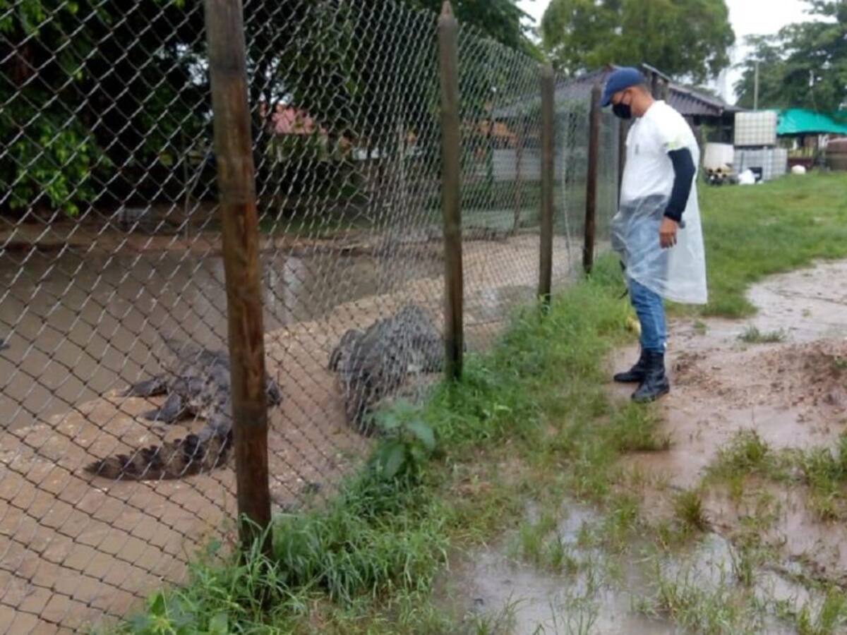 Rescatadas 2 babillas tras ser arrastradas por la corriente en Turbaco