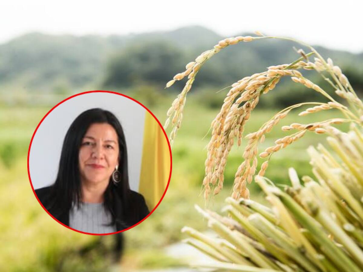 Gobierno explora alternativas para evitar paro arrocero: hay más de 13.000 familias afectadas