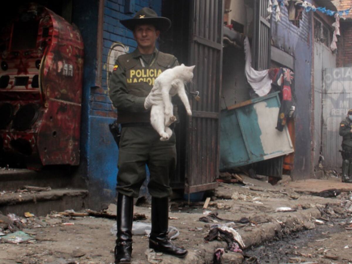 Siguen jornadas de rescate de animales del Bronx