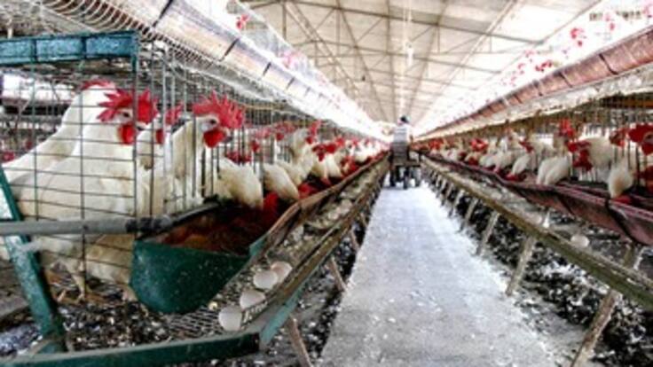 Más de 60 infectados y 14 muertos deja hasta el momento virus H7N9 en China