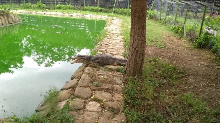 En este lugar se encuentra una cantidad notable de invertebrados, anfibios, reptiles y peces.