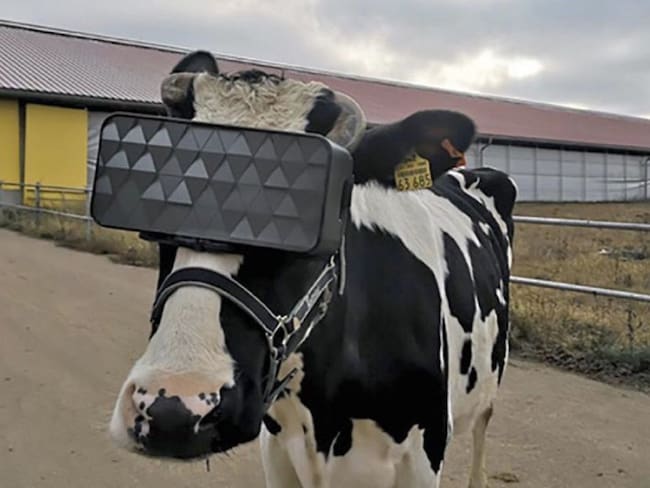 En Rusia le colocan gafas VR a vacas para que crean que están en el campo