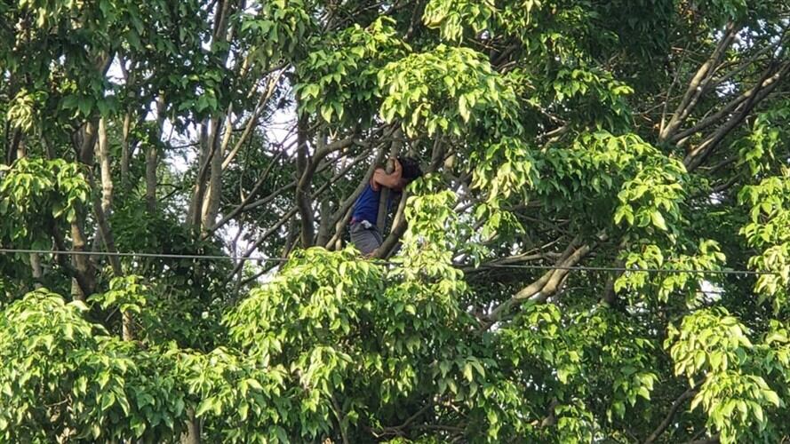 Un hombre se subió a la parte alta de uno de los árboles para evitar que sea talado. Foto: Alejandra Rodríguez (W Radio)