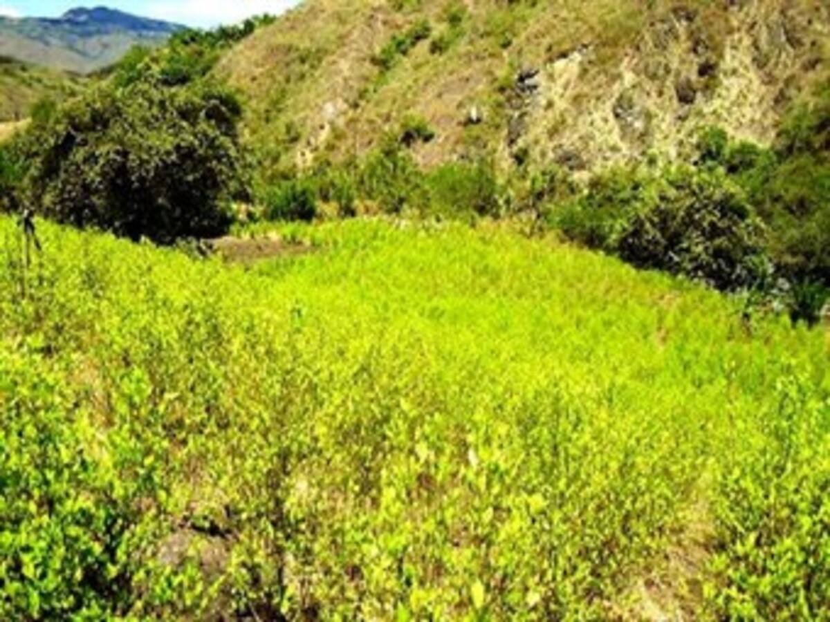 Pese a reducción de hectáreas sembradas, Nariño es el departamento con más coca en Colombia