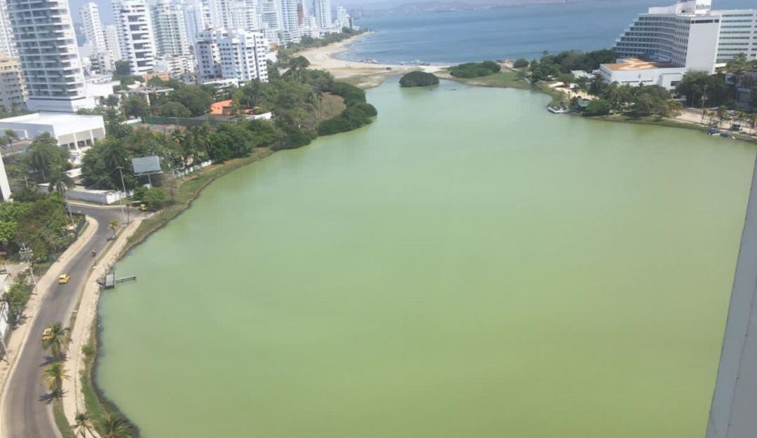 El Laguito tomó un color verde y en sus orillas aparecieron peces muertos