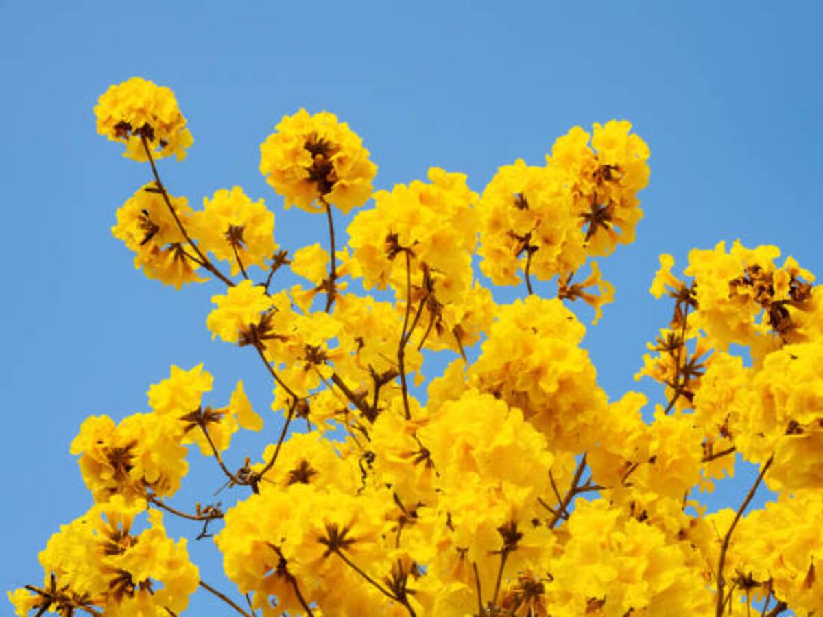 Pitalito apuesta por el florecimiento del guayacán amarillo, un legado para la ciudad