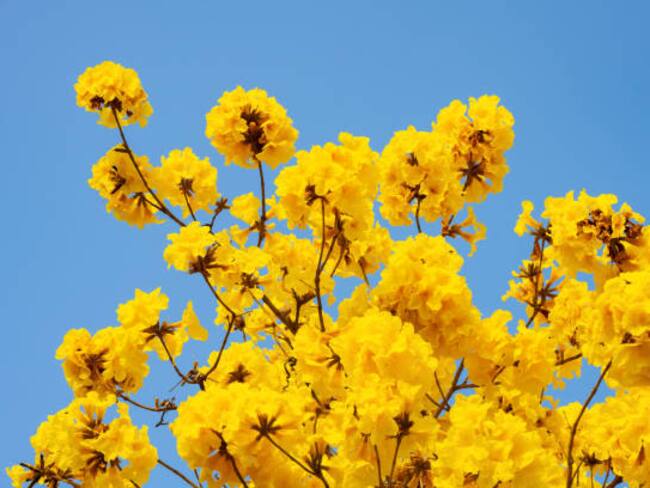 Este proyecto continuará con la participación plena de las autoridades. Foto Redes Sociales.