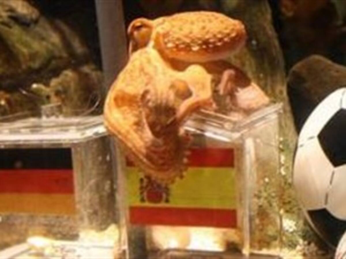 El pulpo Paul pronostica un triunfo de España sobre Alemania