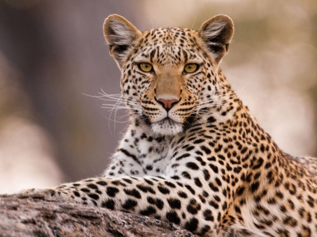 Leopardo es abatido tras atacar a un policía y sembrar pánico en una ciudad