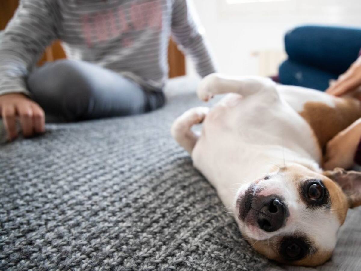 Cómo puede ser un hogar de paso para animalitos en Bogotá