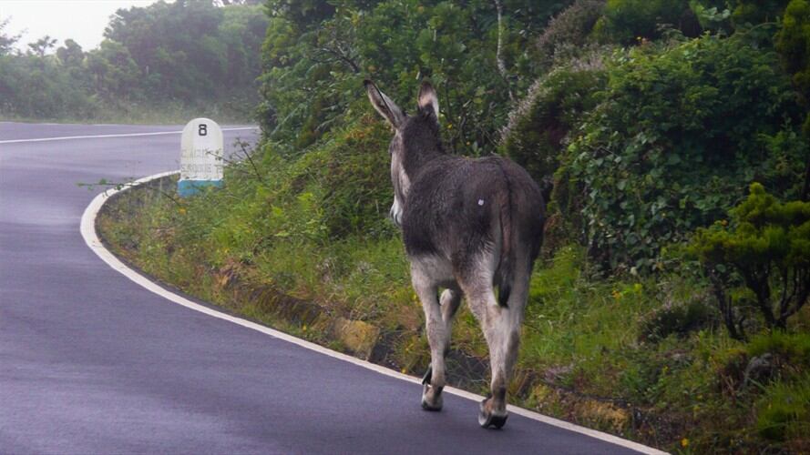 El hombre continúa su proceso de recuperación en el seno de su hogar mientras el burro es mantenido en las actividades cotidianas. Foto: Getty Images