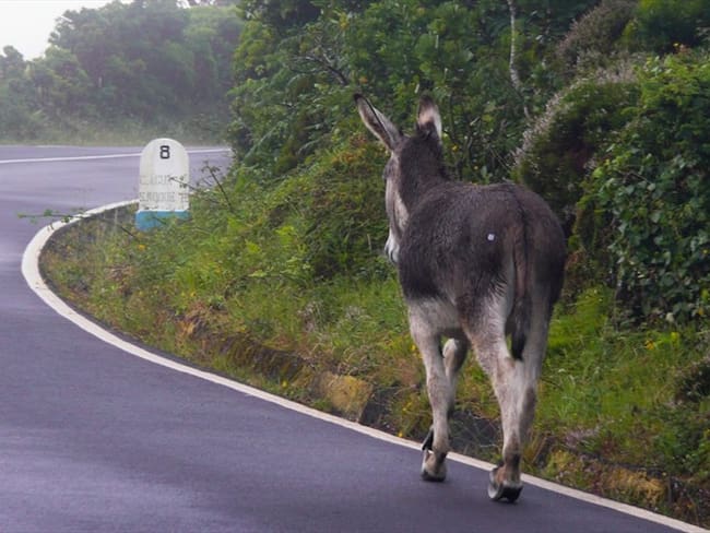 ¿Por qué se dice que se están extinguiendo los burros criollos en Colombia?
