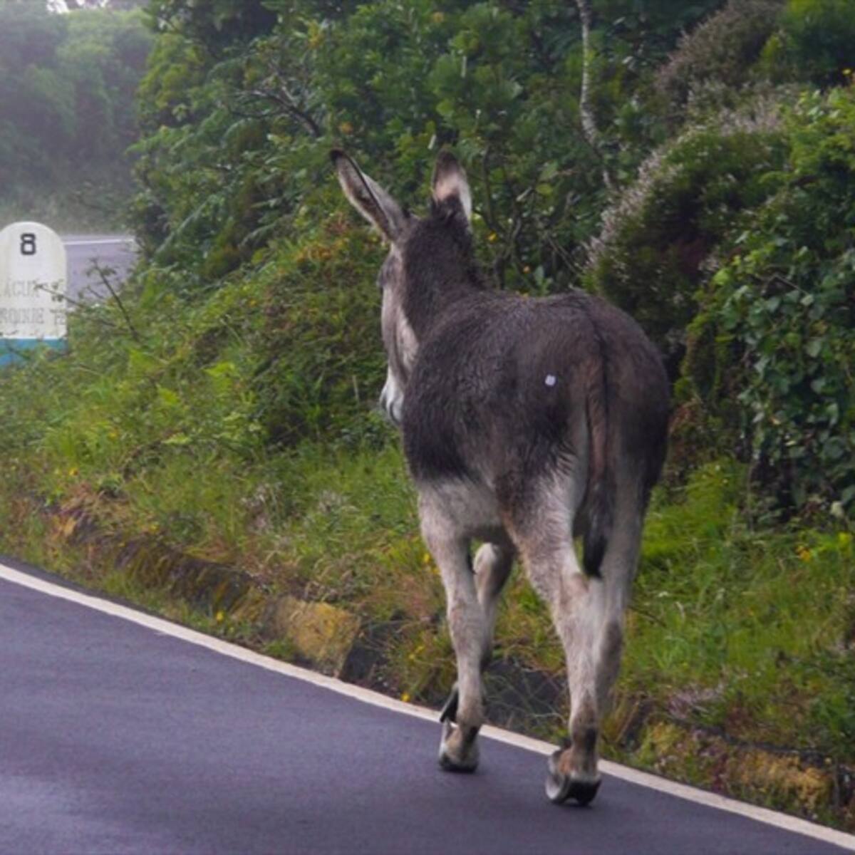 JEP considera que atentado de las Farc con burro bomba violó las leyes de la guerra