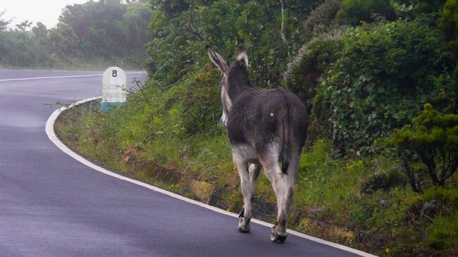 El hombre continúa su proceso de recuperación en el seno de su hogar mientras el burro es mantenido en las actividades cotidianas. Foto: Getty Images