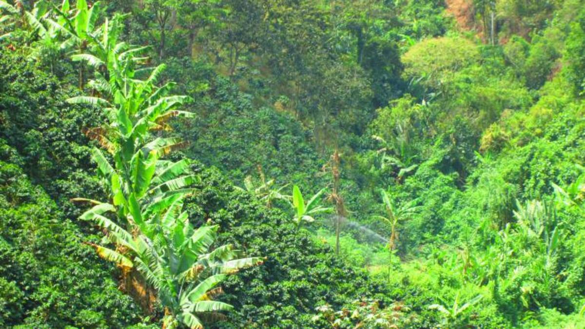 Veredas de 20 municipios de Caldas no tienen oferta hídrica