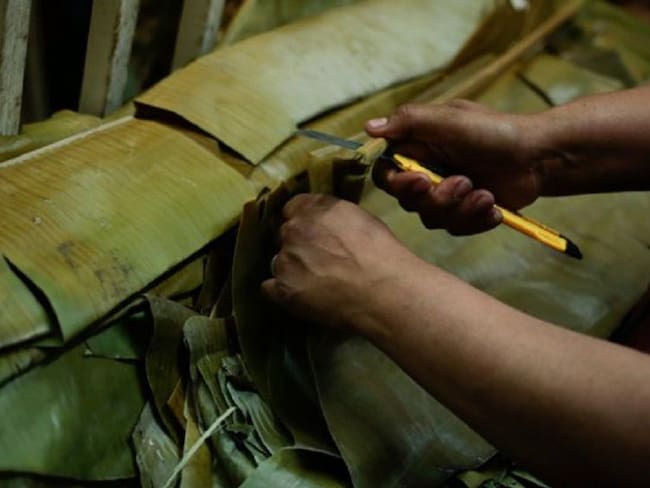 Hojas de cachaco para envolver tamales