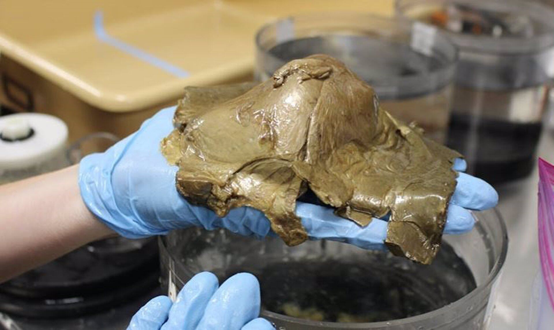 specto de la criatura desconocida extraida del fondo del Golfo de Alaska -. Foto: NOAA / Europa Press