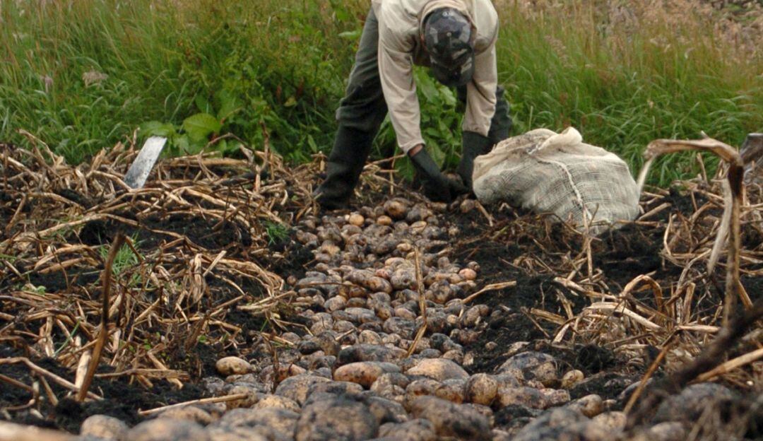 Cultivos de papa. Imagen de referencia
