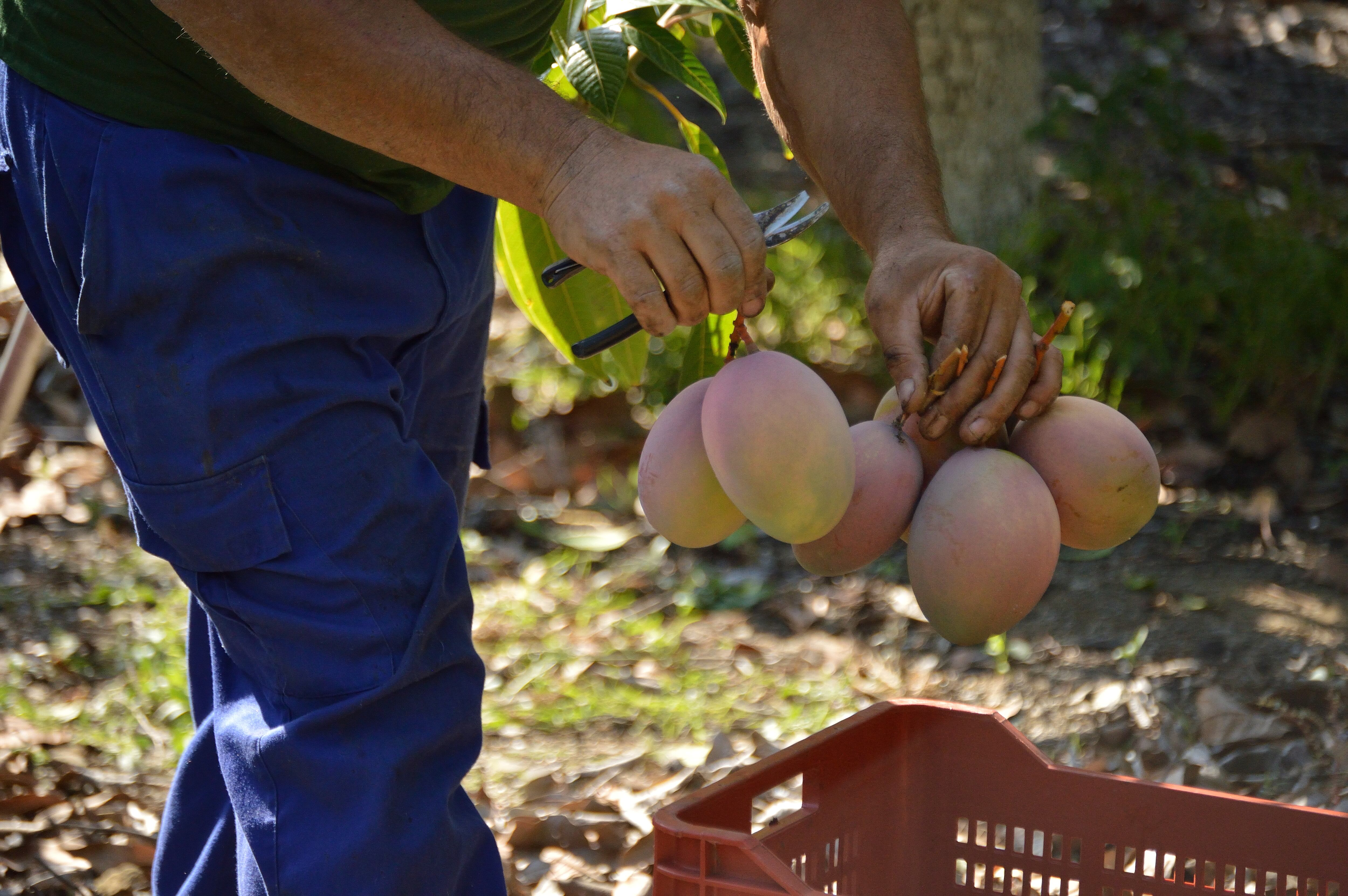Llegó el primer cargamento de mango colombiano a EE.UU.