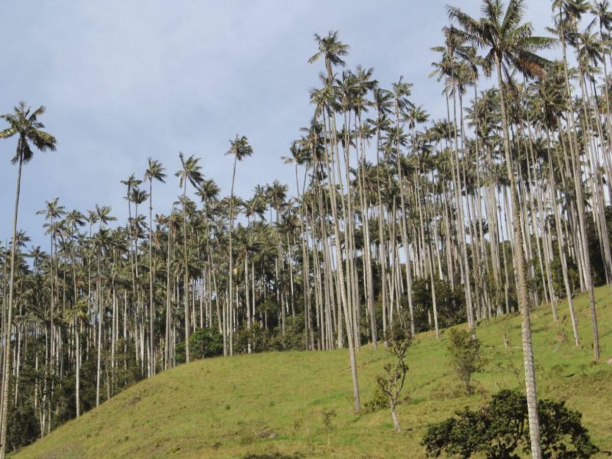 Avanza proceso para la declaratoria del Parque Regional Natural Loros Andinos