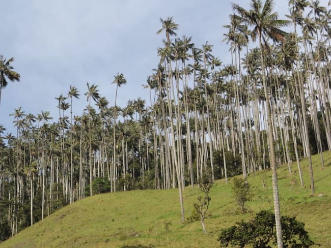 Denuncian tala indiscriminada de palma de cera en Ibagué