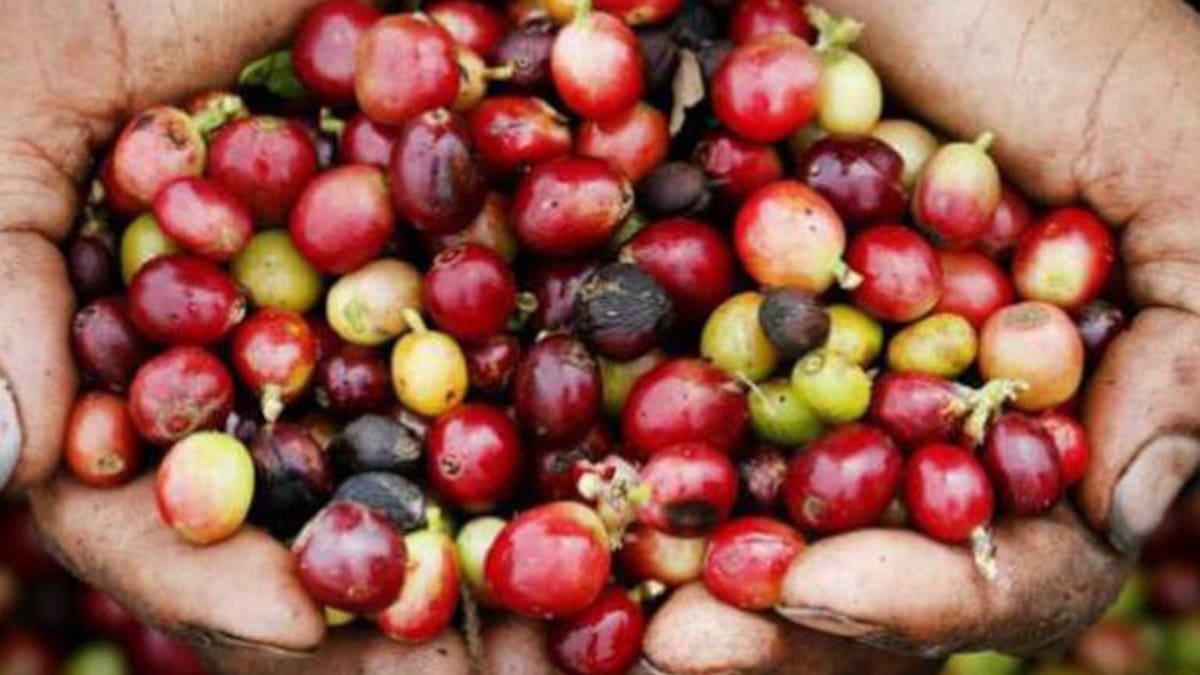 Fue aplazado el debate de control político sobre crisis cafetera por falta de Minhacienda