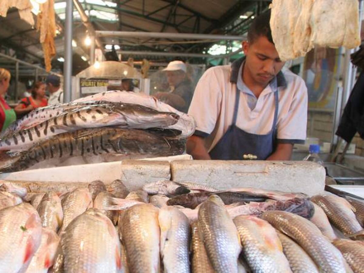A medias llegó la subienda de pescado en Antioquia