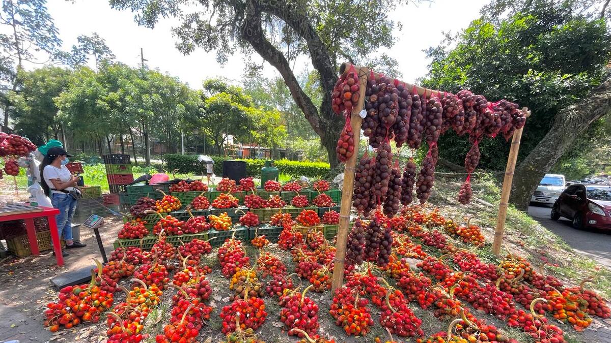 ‘Tatequieto’ a la venta de chontaduro en la avenida Pedro Tafur en Ibagué
