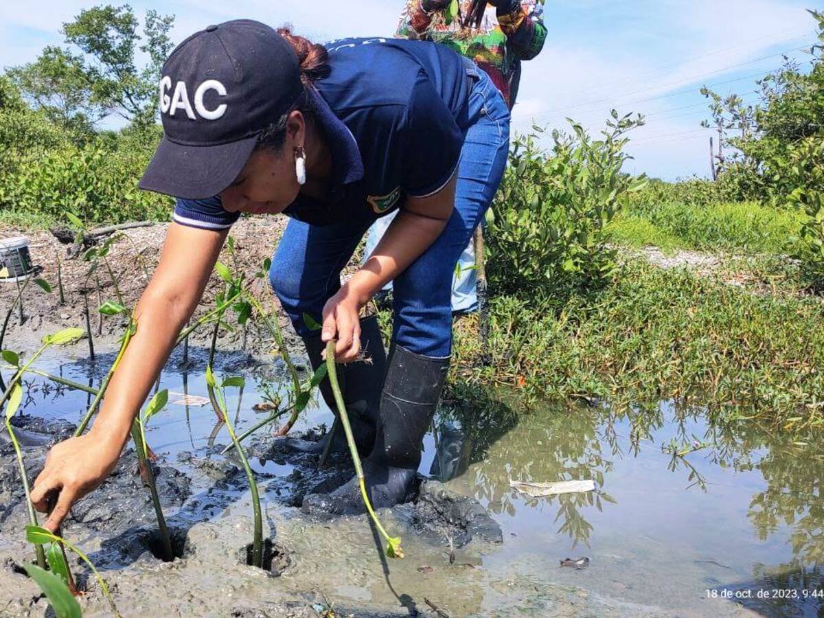 25 mil plántulas de mangle ha sembrado la guardia ambiental en Cartagena