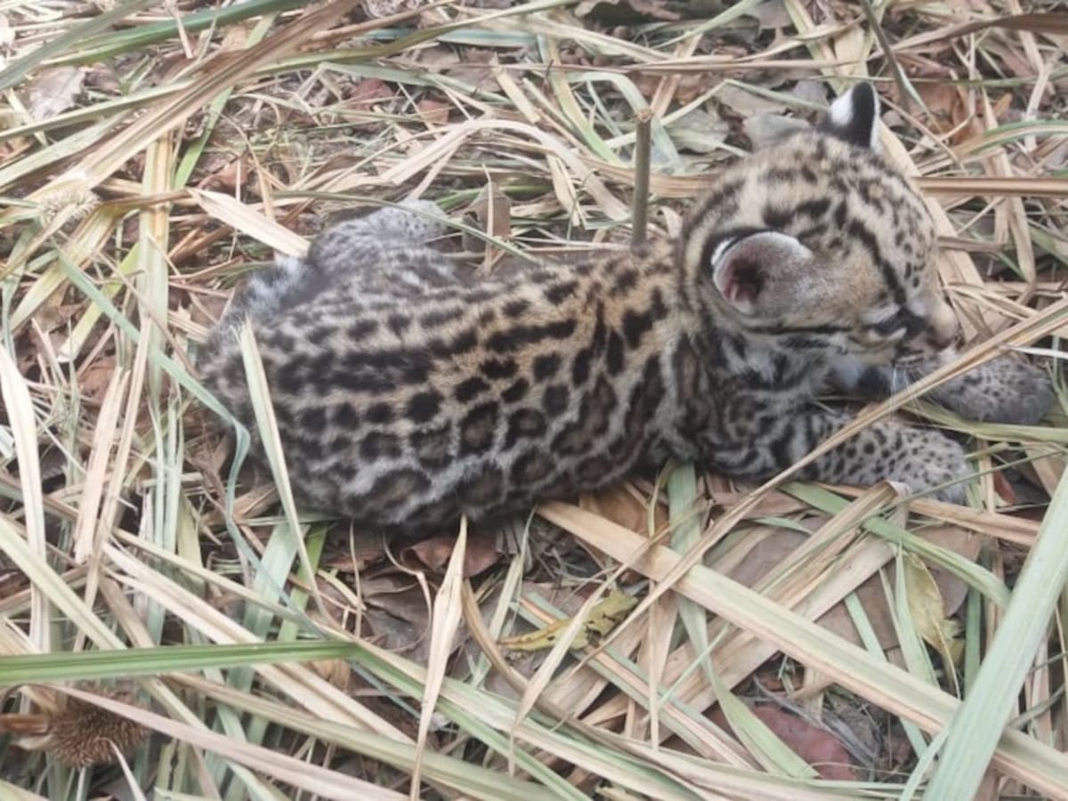 Corpomojana devuelve a su madre un tigrillo de un mes de nacido