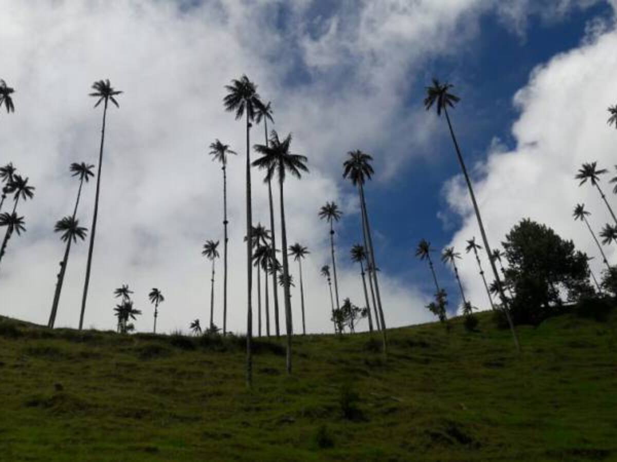 Tribunal Administrativo del Quindío ordena realizar consulta popular en Córdoba