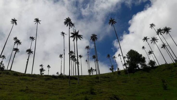 Tribunal Administrativo del Quindío ordena realizar consulta popular en Córdoba