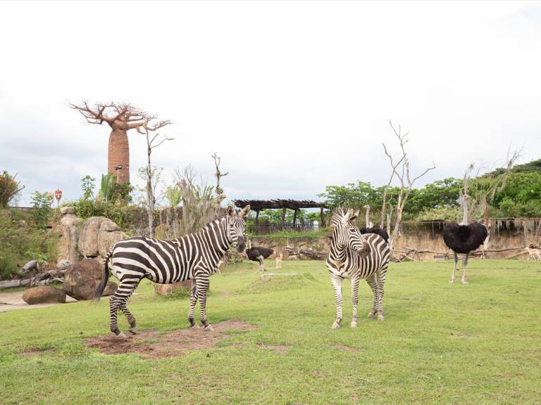 Foto | Bioparque Ukumarí