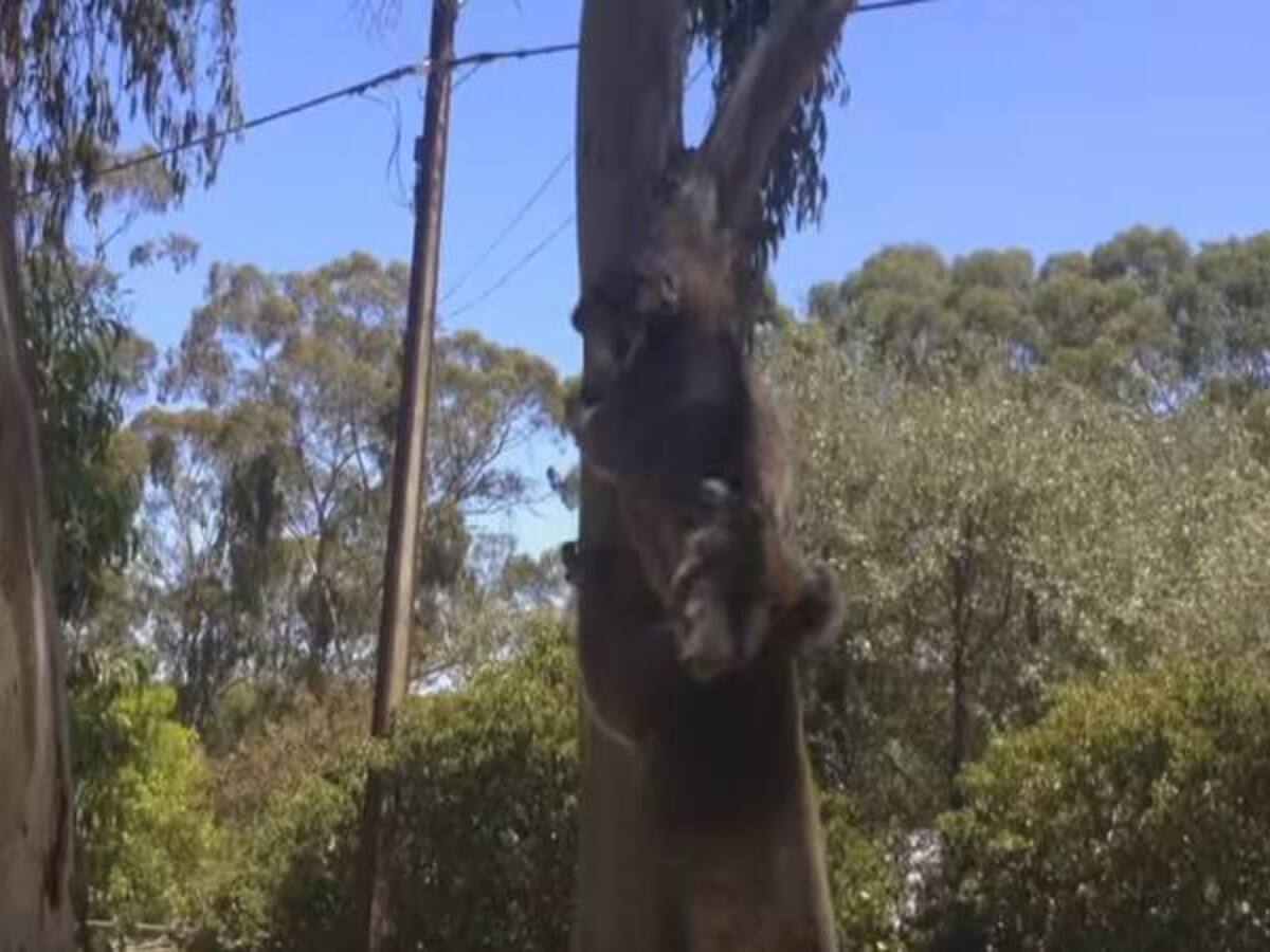 Lucha de koalas se toma las redes sociales