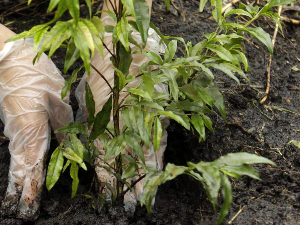 Con la siembra de árboles y peces se conmemora el Día del Medio Ambiente