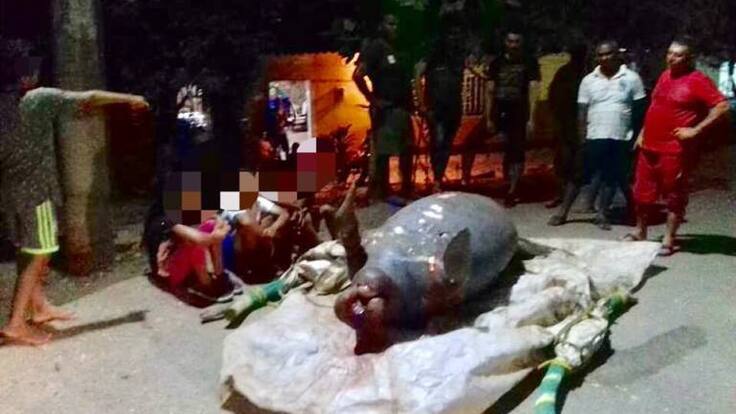 Alerta por muerte de manatíes en el Magdalena medio